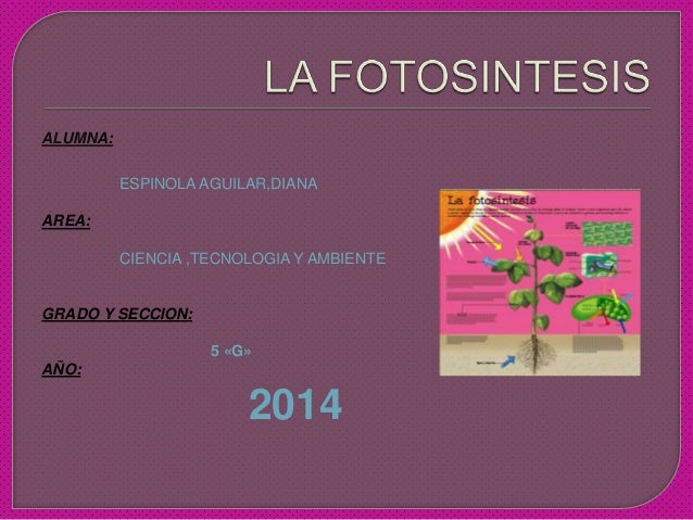 Descargar diapositivas de la fotosintesis 40 Descargar diapositivas de la fotosintesis 35